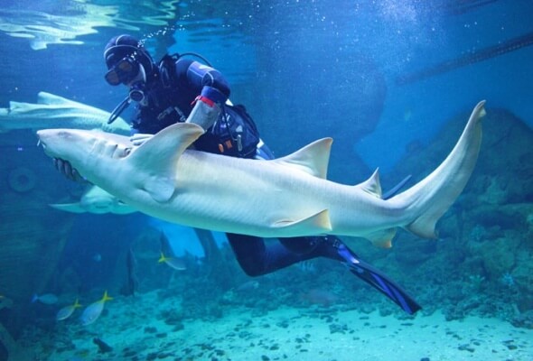 Shark Show in Germany