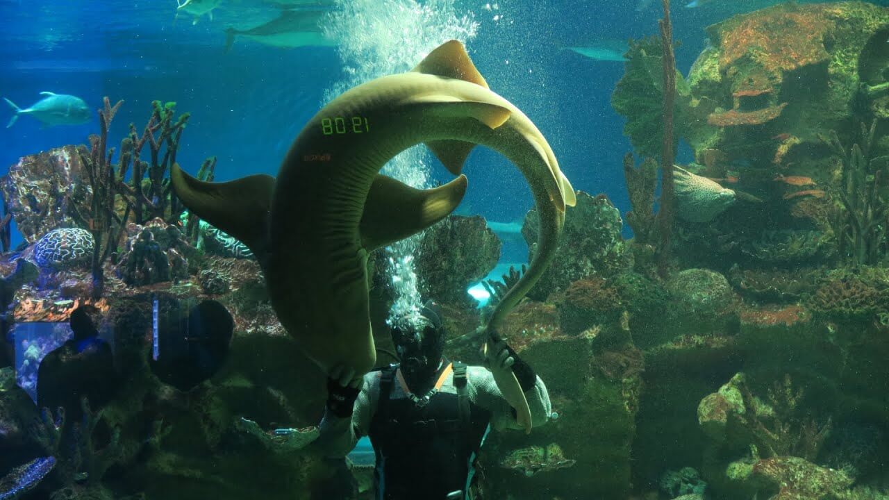 Shark Show in Australia