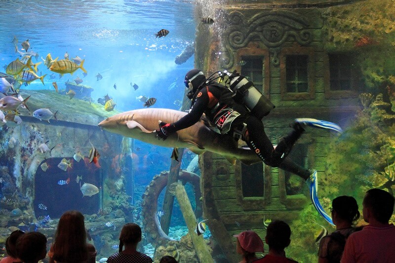 Shark Show in Dubai