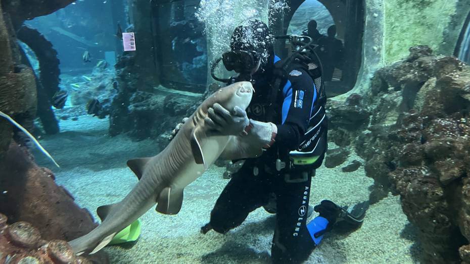 Great White Shark Display