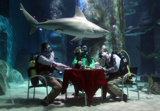 Shark Show in Australia