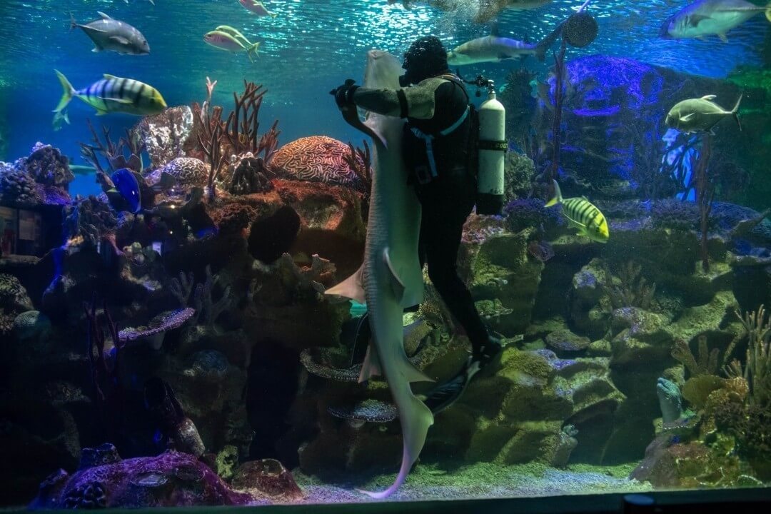 Shark Show in Dubai