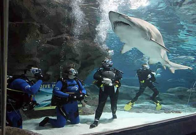 Shark Show in Germany